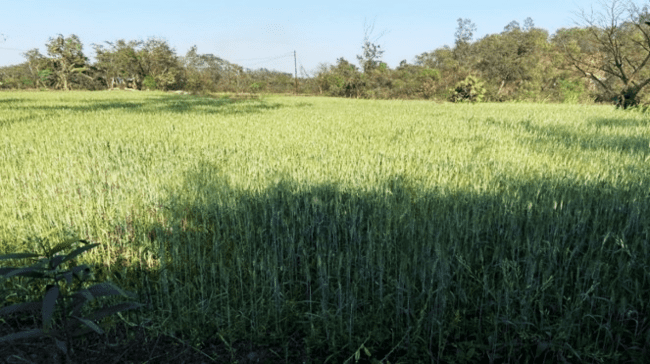 Discharged Mine water utilized for cultivation in CCL